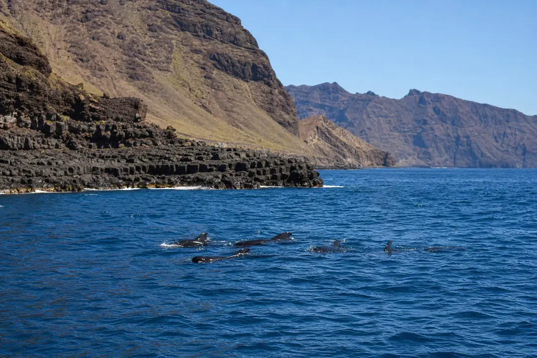 Jet ski naviguant lentement au large du sud-ouest de Tenerife, loin d’un petit groupe de dauphins.